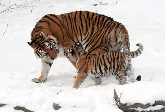 Siberian tiger Images Collection (Beautiful)